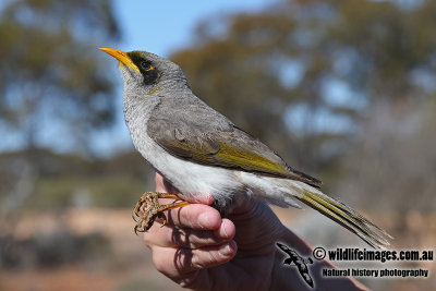 Black-eared Miner hybrid a0691.jpg