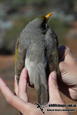 Black-eared Miner a0703.jpg