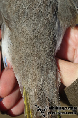 Black-eared Miner a1233.jpg
