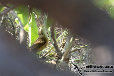 Oriental Reed Warbler a8958.jpg