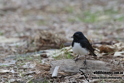 Willie Wagtail a1586.jpg