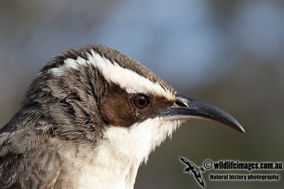 White_browed_Babbler_a0986.jpg