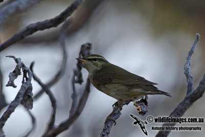 Arctic Warbler a0264.jpg