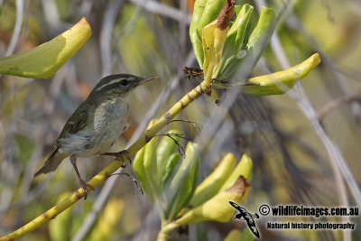 Arctic Warbler a8120.jpg