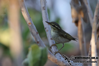 Arctic Warbler a9569.jpg