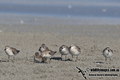 Red Knot a3216.jpg