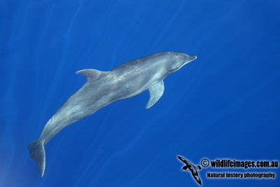 Common Bottle-nosed Dolphin