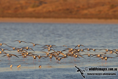 Banded Stilt a3414.jpg