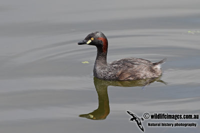 Australasian Grebe a3331.jpg