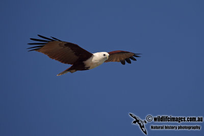 Brahminy Kite a3253.jpg