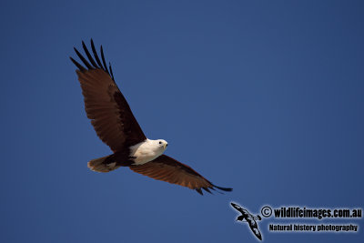 Brahminy Kite a3254.jpg