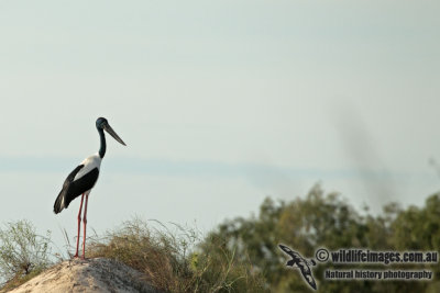 Black-necked Stork a5455.jpg