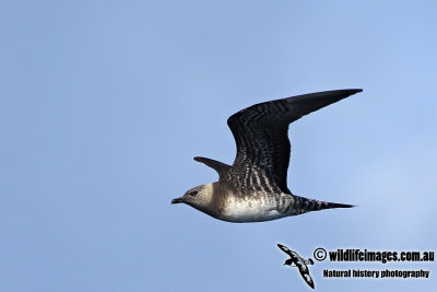 Long-tailed Jaeger a6185.jpg