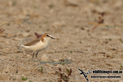Red-capped Plover a2159.jpg