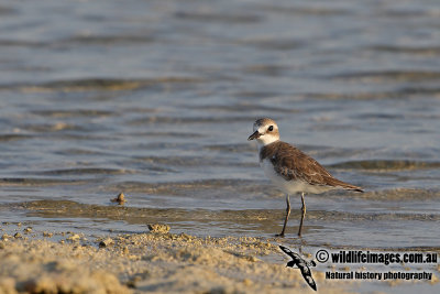 Greater Sand Plover a1412.jpg