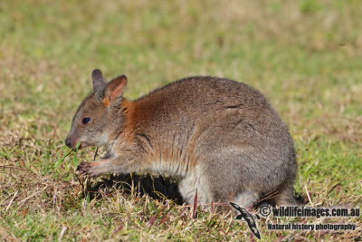 Red-necked Pademelon 8095.jpg