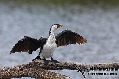 Little Pied Cormorant a3289.jpg