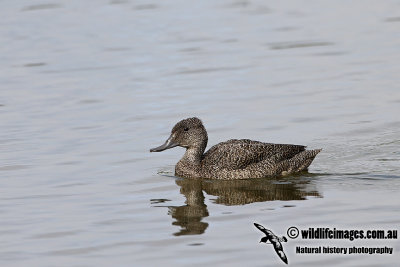 Freckled Duck a3271.jpg