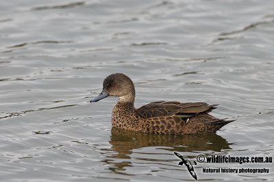 Chestnut Teal a3261.jpg