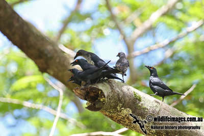 Singing Starling a6803.jpg