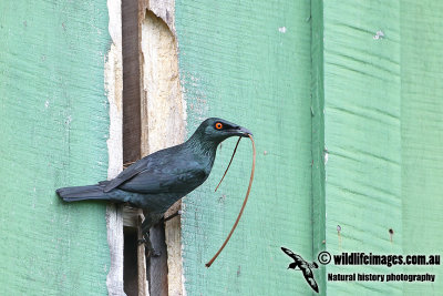 Singing Starling a6931.jpg