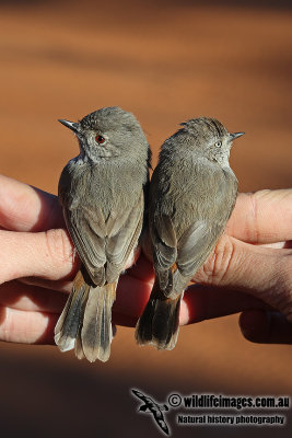 Chestnut-rumped Thornbill and Inland Thornbill a0557.jpg