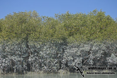 Mangroves a3117.jpg