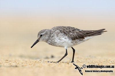 White-rumped Sandpiper 4518.jpg