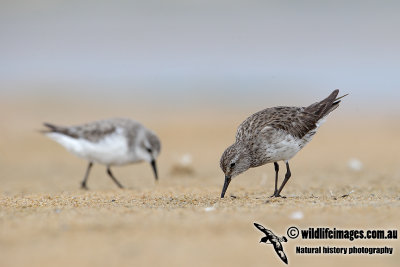 White-rumped Sandpiper 4409.jpg