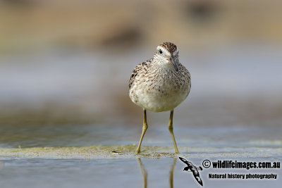 Sharp-tailed Sandpiper 3978.jpg