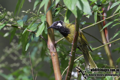 White-eared Honeyeater 5575.jpg