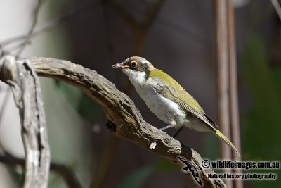 White-naped Honeyeater 5647.jpg