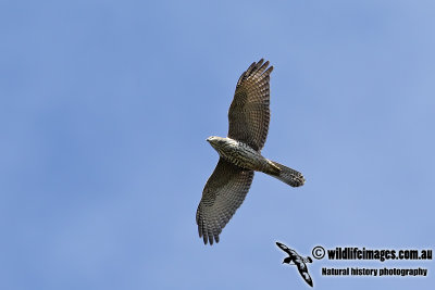 Brown Goshawk 5539.jpg