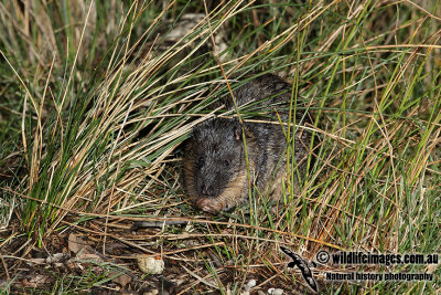 Australian Water Rat 5785.jpg