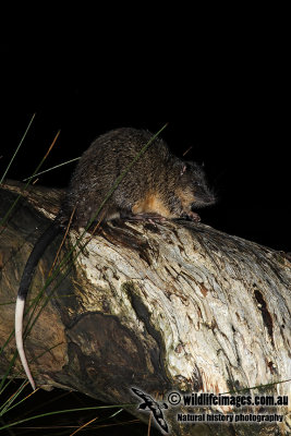 Australian Water Rat 5803.jpg