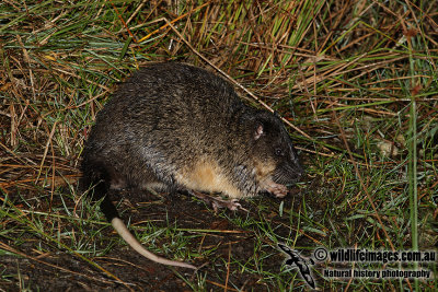 Australian Water Rat 5815.jpg