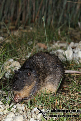 Australian Water Rat 6050.jpg