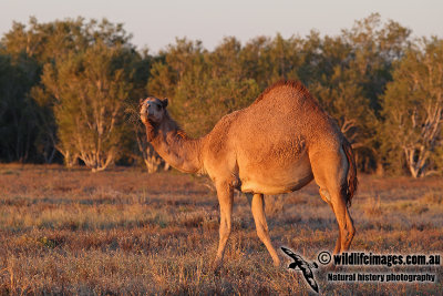 Feral Camel a8759.jpg