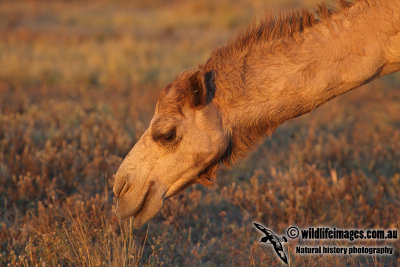 Feral Camel a8775.jpg