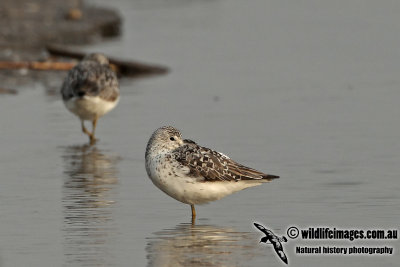 Nordmanns Greenshank a0139.jpg