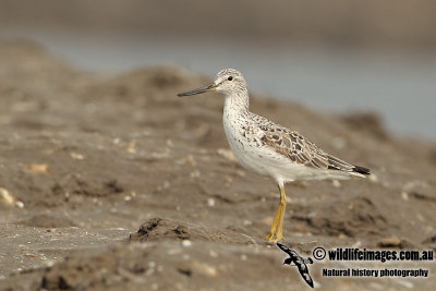 Nordmann's Greenshank a0178.jpg