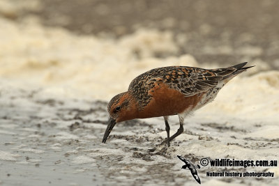 Red Knot a1338.jpg