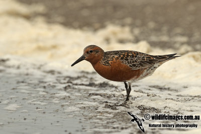 Red Knot a1339.jpg