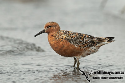 Red Knot a1530.jpg