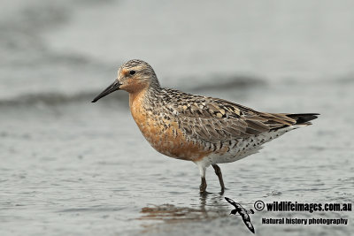 Red Knot a1632.jpg