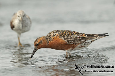 Red Knot a1687.jpg