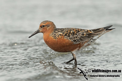 Red Knot a1690.jpg