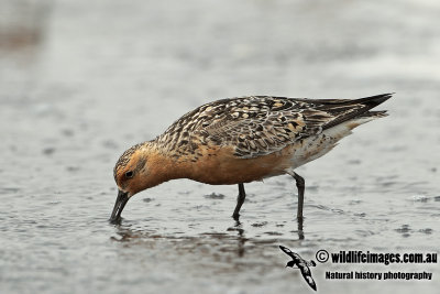 Red Knot a1755.jpg