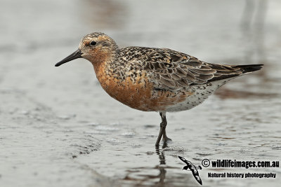 Red Knot a1885.jpg