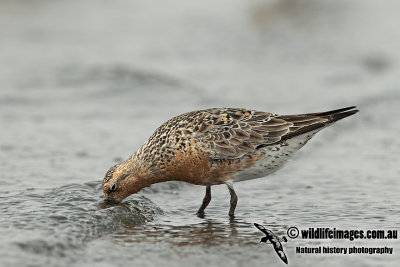 Red Knot a1896.jpg